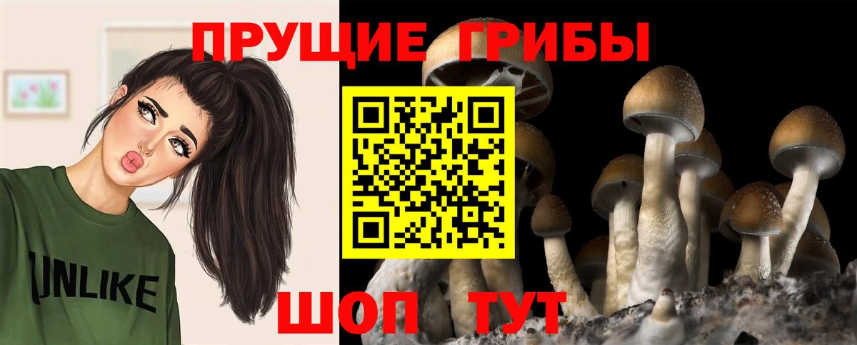 как найти наркотики  Галлюциногенные грибы MAGIC MUSHROOMS  Псилоцибиновые грибы Psilocybine cubensis  Вход с VPN  Киржач 